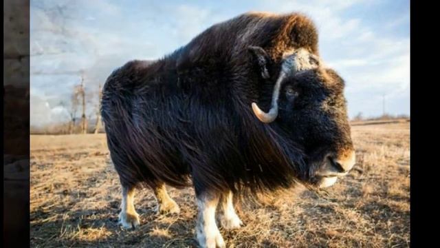 Овцебык смотреть онлайн