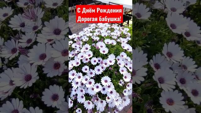 с днём рождения! с днём рождения бабушка. поздравление. открытка для бабушки. смотреть онлайн