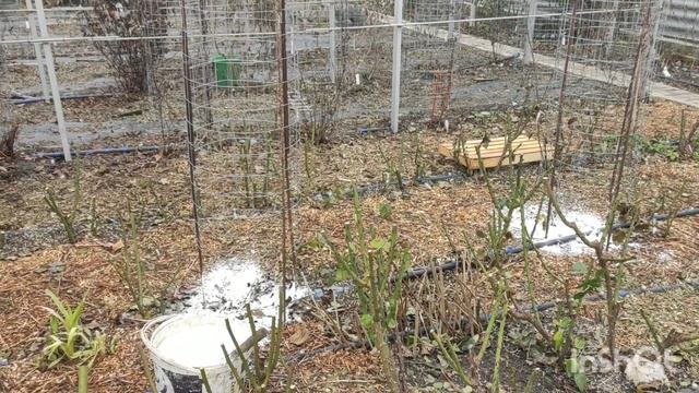 Навіщо вносити  вапно в ґрунт під кожен клематис ? Рясне цвітіння клематисів весною.