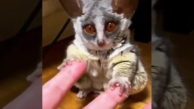 Карликовый мышиный лемур Вес около 50 граммов смотреть онлайн