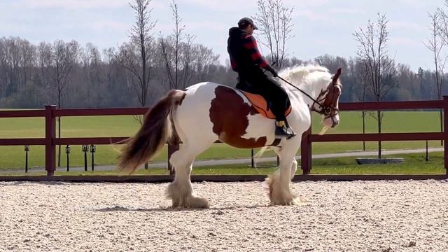 Лошадь породы Тинкер смотреть онлайн