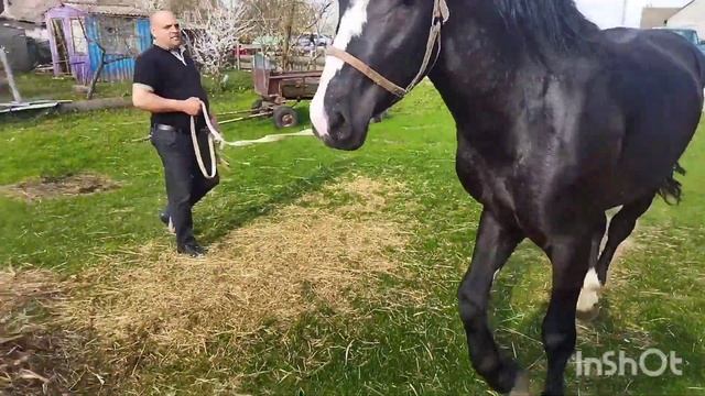 ЖЕРЕБЕЦ ЗАБАР ПЕРШЕРОНОВСКИХ КРОВЕЙ НА ПРОДАЖУ/stallion percheronian blood for sale смотреть онлайн