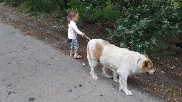 Алабай и ребенок | Alabai and baby | Алабай і діти смотреть онлайн