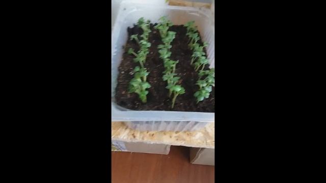 Чем заняться зимой в ожидании лета? Печём ржаной хлеб. Готовим семена. Ждём весны/Деревенская жизнь смотреть онлайн