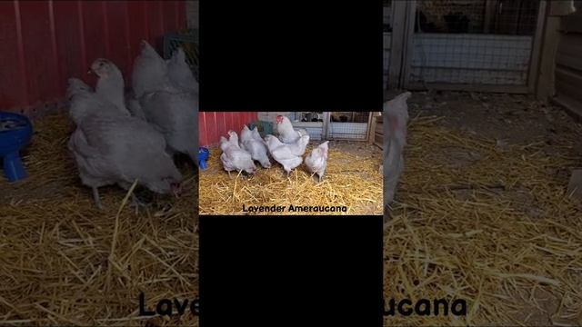 Lavender Ameraucana chicks and flock смотреть онлайн