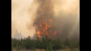 Сохраним лес от пожаров. Социальный ролик.