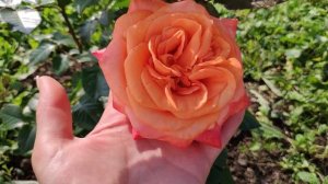 Розы в Подмосковье. Корал Экспрешн, Вивьен Вествуд и другие.