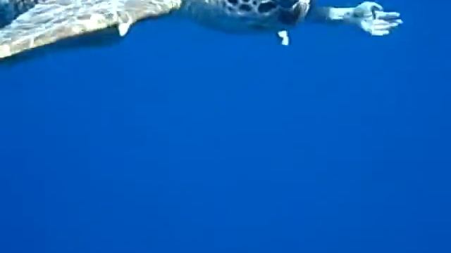 черепаха дышит, Абу даббаб смотреть онлайн