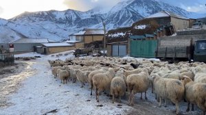Село Куруш - не только самое южное в России, но и самое высокогорное в Европе. #дагестан
