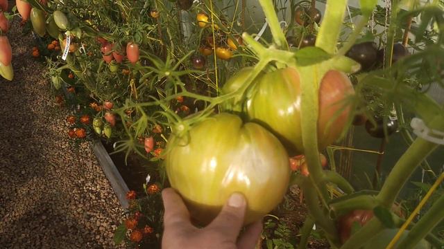 Помидор Монахов и Монахинь, древнее сердце Акве Терме.Обзор моего огорода на август смотреть онлайн