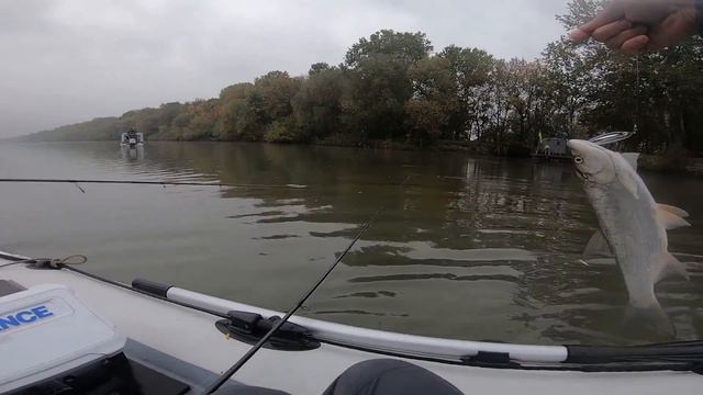 Жерех на Днестре !!! 31. 10 .2020 г. смотреть онлайн