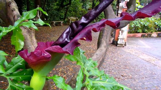 2016/05/19 Amorphophallus Konjac Konjac Amorphophallus Аморфофаллус Kоньяк смотреть онлайн