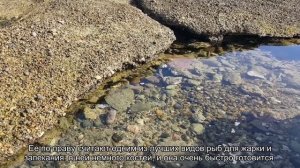 В какой рыбе больше всего Омега-3