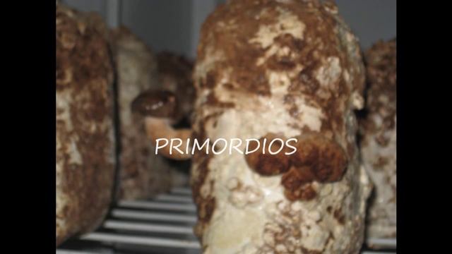 SHIITAKE-FUNGITA-SENA смотреть онлайн