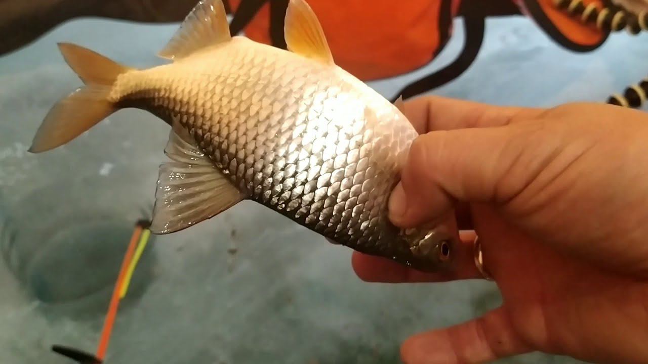 ДА СКОЛЬКО ТУТ РЫБЫ! МЫ ОТРЫВАЛИСЬ КАК МОГЛИ! РЫБАЛКА ЗИМОЙ смотреть онлайн