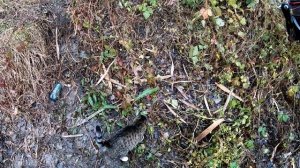 Рыбалка на спиннинг 23.11.2021. Река Кирпили. Рыбачу с Александром и котом по кличке "Сева"...)))