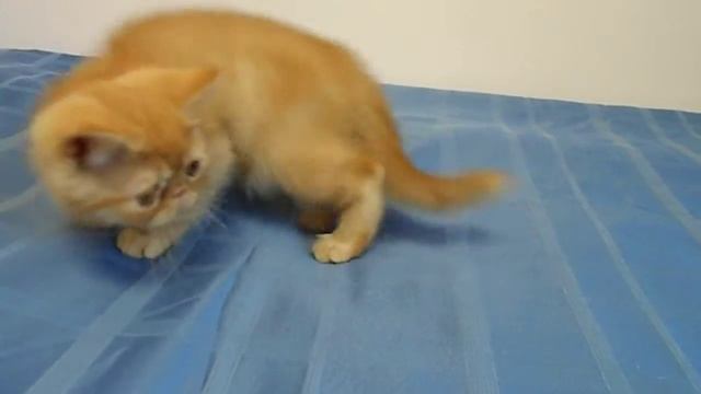 Экзотический апельсиновый Мусс смотреть онлайн