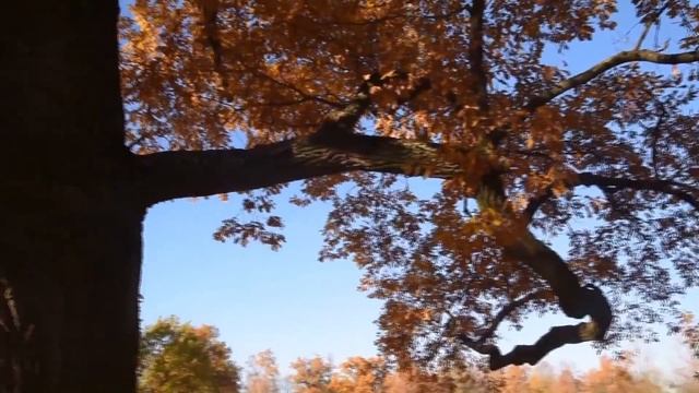 Аполлония Делос - Листопад смотреть онлайн
