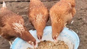 Разведение Кубанской Красной породы кур как бизнес идея | Птицеводство | Куры Кубанские красные