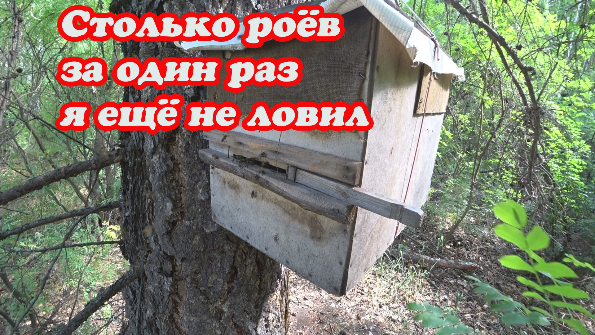 ПРОВЕРКА ЛОВУШЕК ПО ПОИМКЕ РОЁВ 2023 ГОДА, УРОЖАЙ ПРОСТО ПОРАДОВАЛ смотреть онлайн