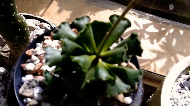 Suculenta Adromischus cristatus florida смотреть онлайн