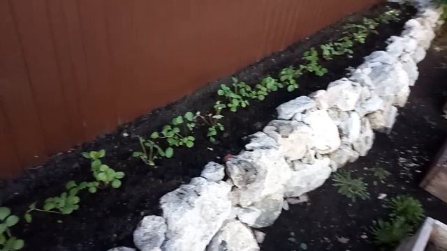 Посадка клубники, подкормка для обильного урожая! смотреть онлайн