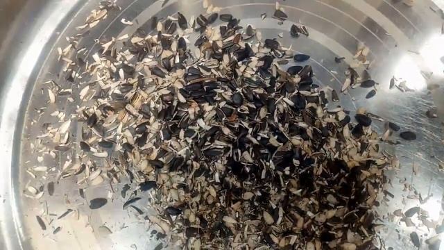 Sunflower seeds: How to peel and remove the shells before eating them. смотреть онлайн