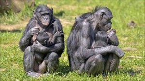 Шимпанзе бонобо. Рассказывает журналист Яна Розова. 01 августа 2018 года.