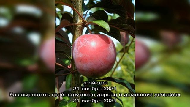Как увеличить плодоношение мандарина смотреть онлайн