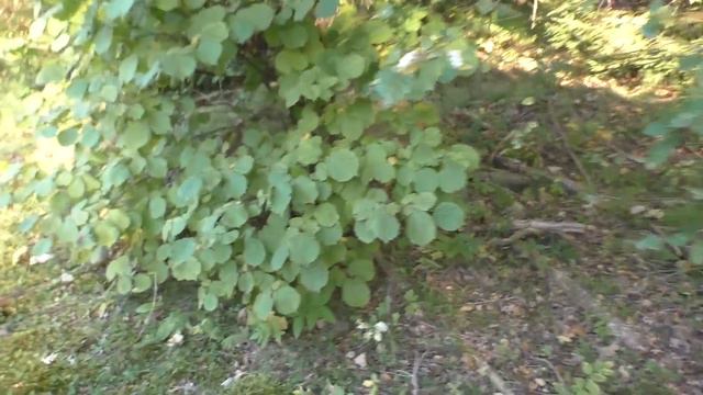 Полоцк (Дерновичи) 2-й дивизион 402-го РП РВСН. Часть 10 смотреть онлайн