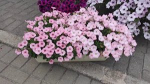 Гигантская петуния  Тайдал Вейв (Tidal Wave ),Шок вейв, кустовая Аморе мио