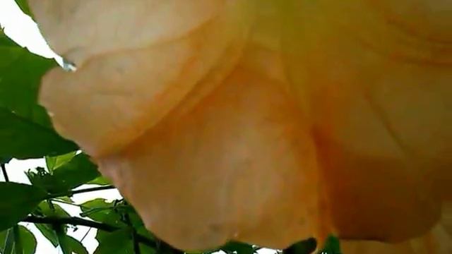 Brugmansia Datura arborea (Brugmansia suaveolens) medicinal plant смотреть онлайн