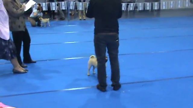 Грэта на выставке ! 4.1 Мопс. Pug.Toy Group. смотреть онлайн