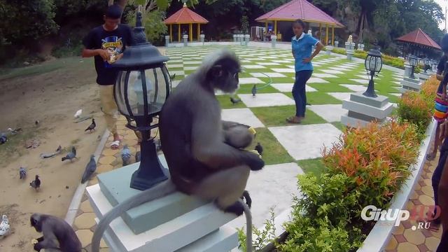 Экшн камера GitUp Git2P PRO 170 Lens (пример съемки FullHd 60 fps) смотреть онлайн