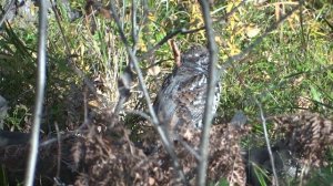 свист самки рябчика осень