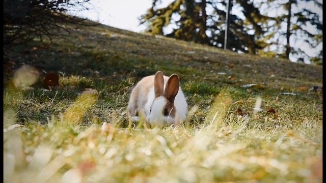 Учим животных: Заяц смотреть онлайн