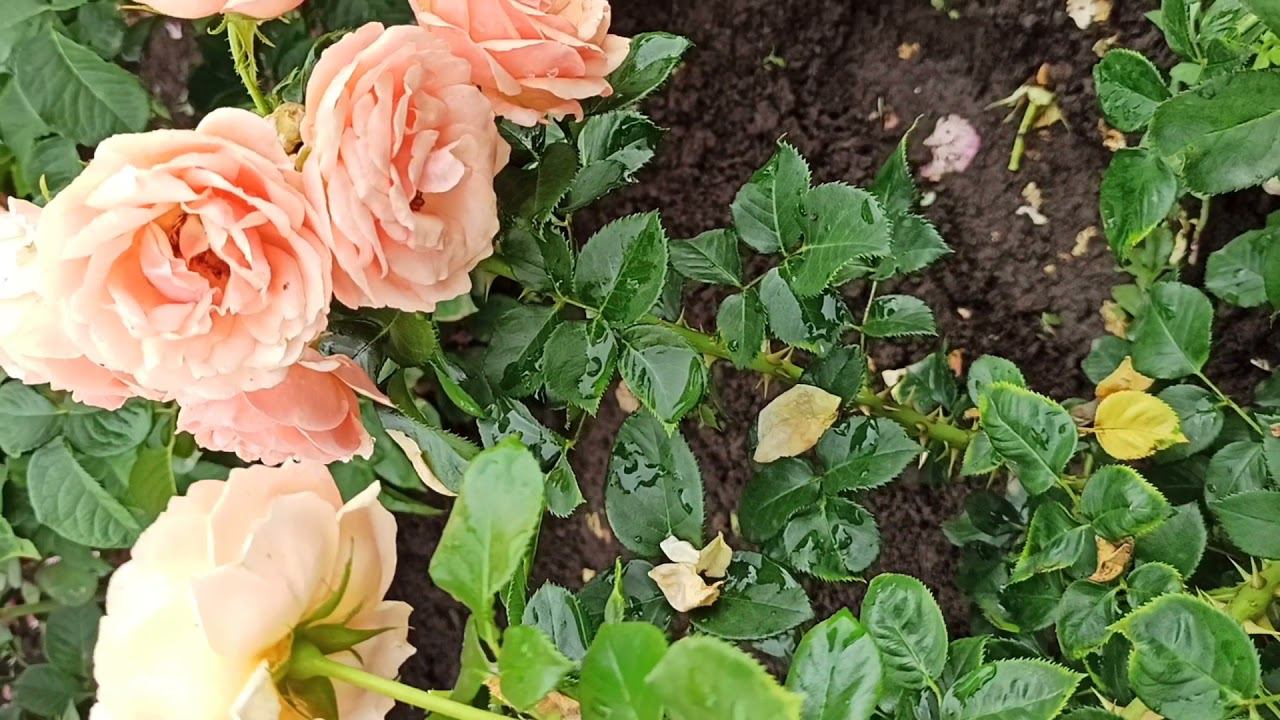 Амбер Квин, Amber Queen @rose_bushes161 смотреть онлайн