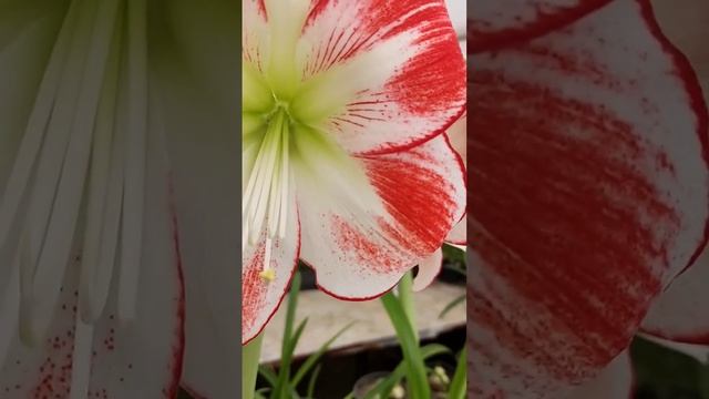 ГИБРИДЫ 2023 #аннапирматова #гиппеаструм #амариллис #селекция смотреть онлайн