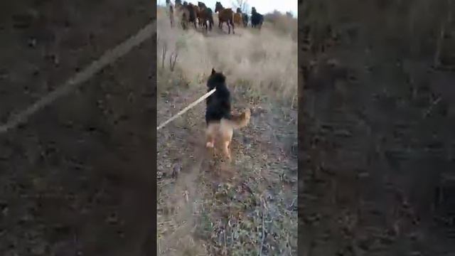 Охрана большого табуна лошадей. смотреть онлайн