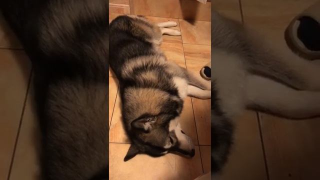 Во сне на кого то ругается?