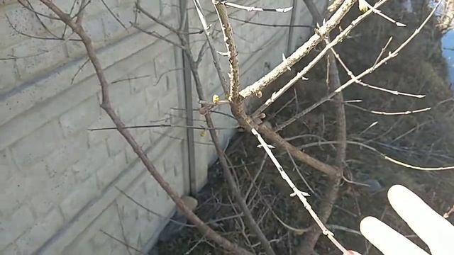 Кизил зацвёл/The Dogwood Blossomed