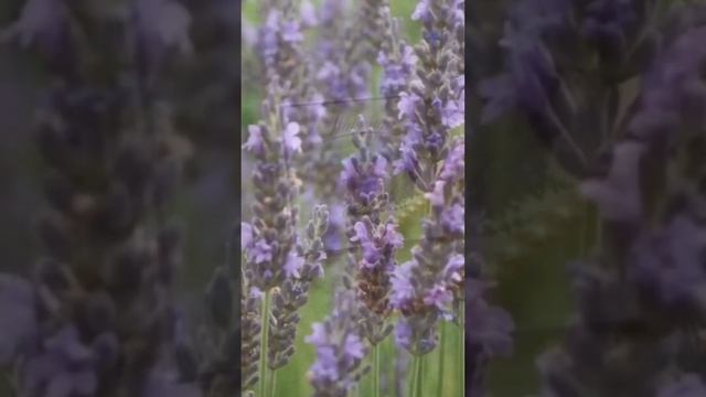Ароматическое Саше Крымская лаванда смотреть онлайн