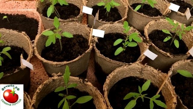 ТОРФ Из за него рассада останавливается в росте и гибнет смотреть онлайн