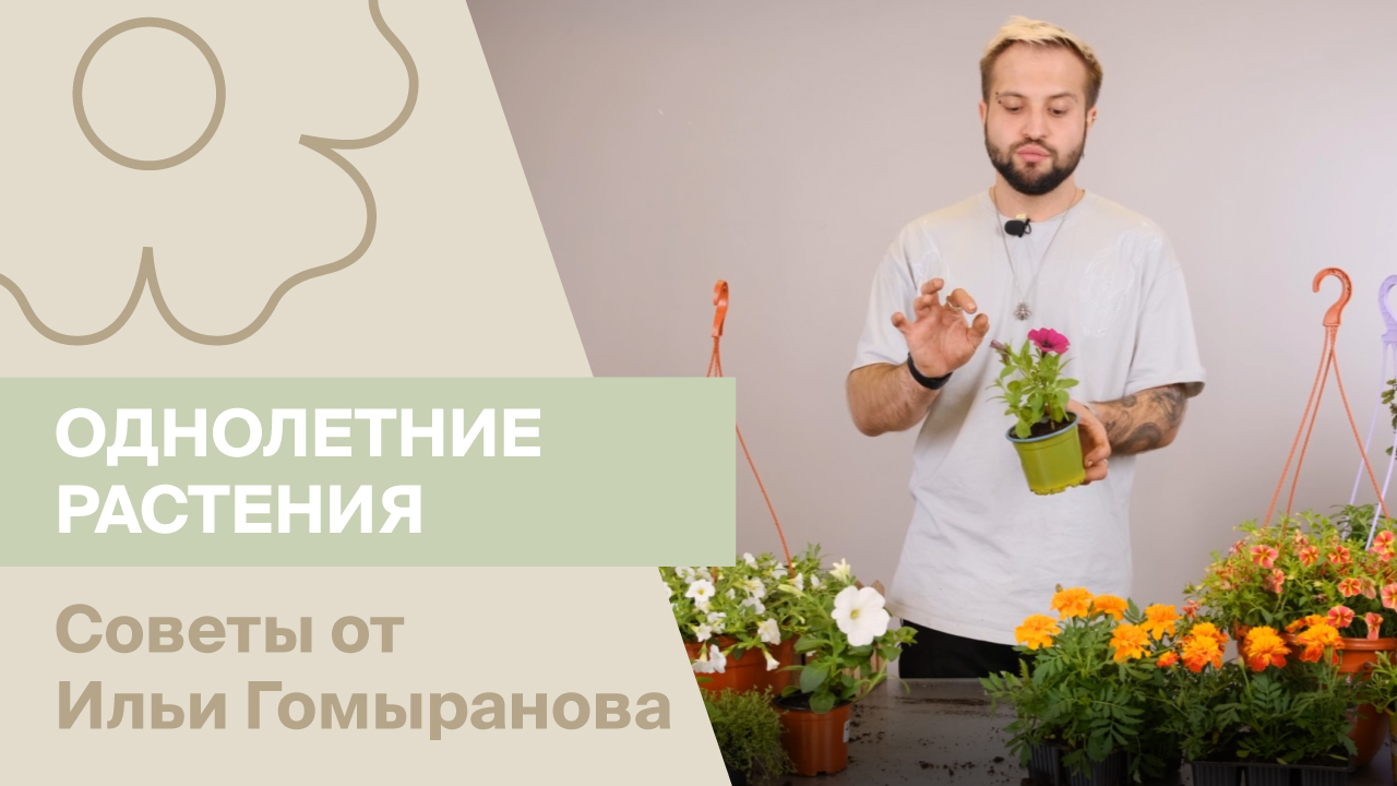 Однолетние растения | Советы от Ильи Гомыранова