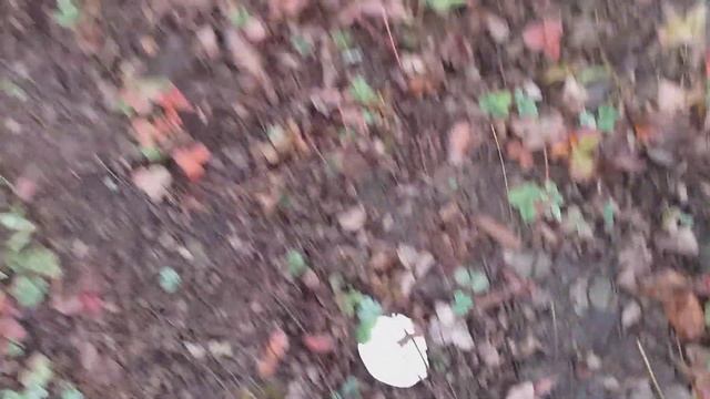 Грибы у нас в саду, один год после посева. Какие результаты смотреть онлайн