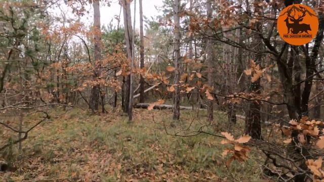 CHASSE A LA BECASSE - BEAU COUP DE FUSIL- SETTER ANGLAIS смотреть онлайн