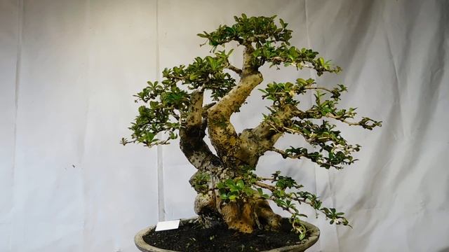 Bonsai Carmona Microphyla (Fukien Tea) смотреть онлайн