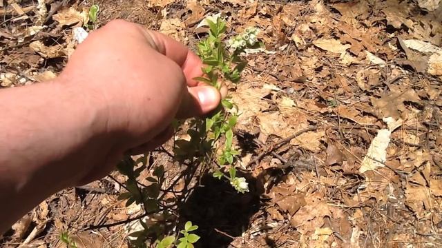 PLANT IDENTIFICATION - BLUEBERRY - (Vaccinium spp.) смотреть онлайн