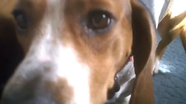 (Beagle/Basset Hound mix) Meet Mango, my bagle dog. смотреть онлайн