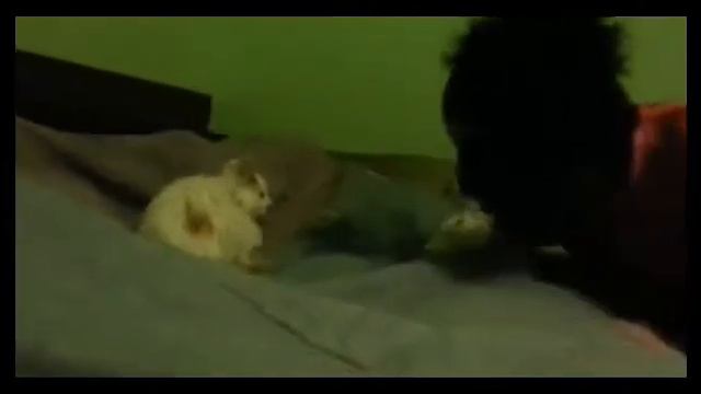 Кот испугался маски смотреть онлайн